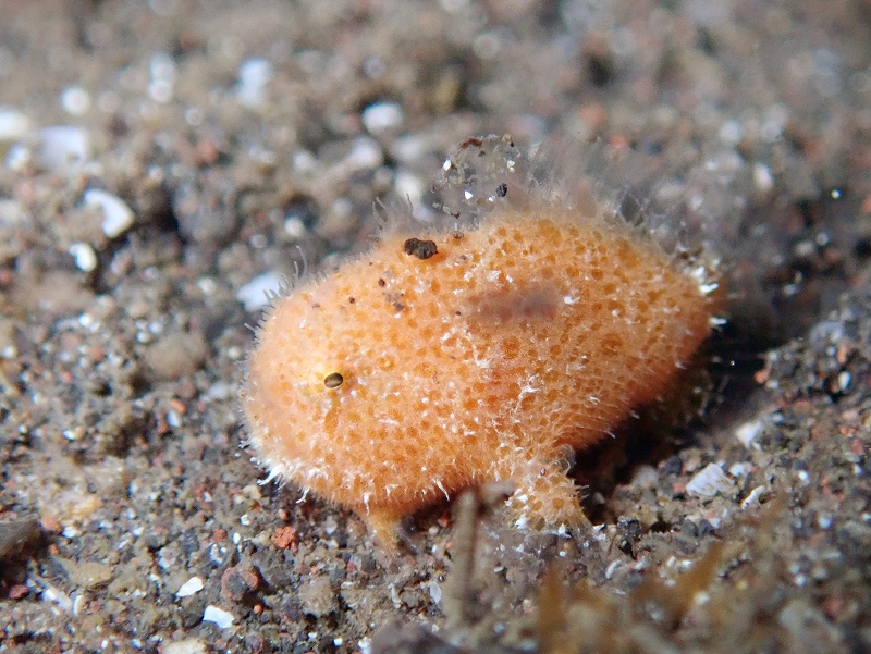 カエルアンコウ幼魚@平日大瀬崎ダイビングツアー