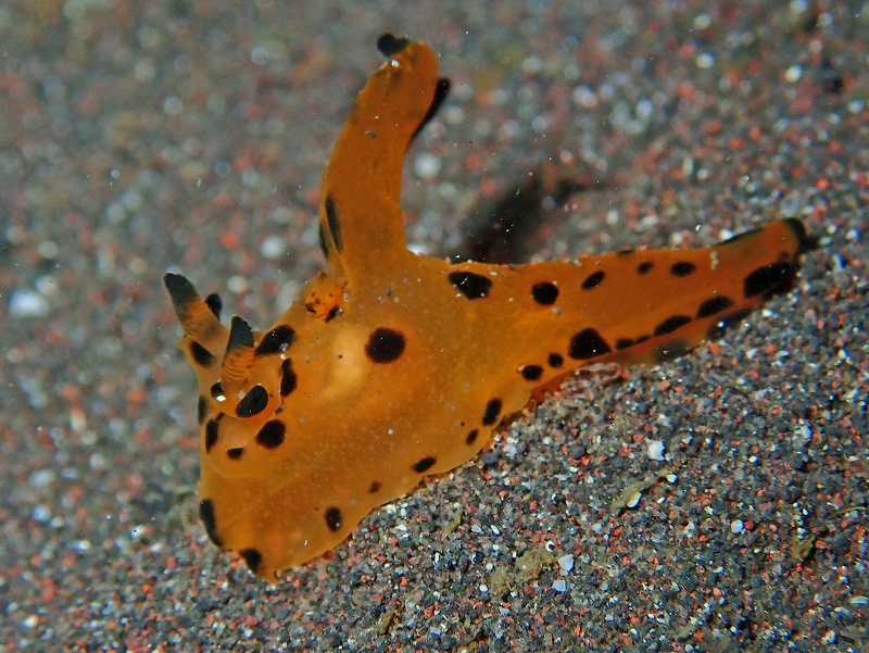 カンナツノザヤウミウシ@平日大瀬崎ダイビングツアー