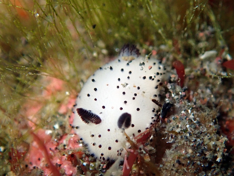 ゴマフビロードウミウシ@平日大瀬崎ダイビングツアー
