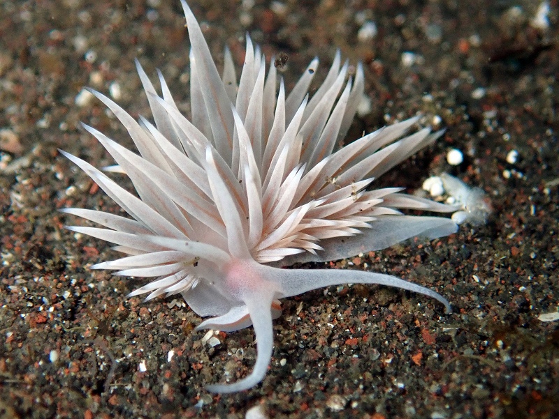 サクラミノウミウシ@平日大瀬崎ダイビングツアー