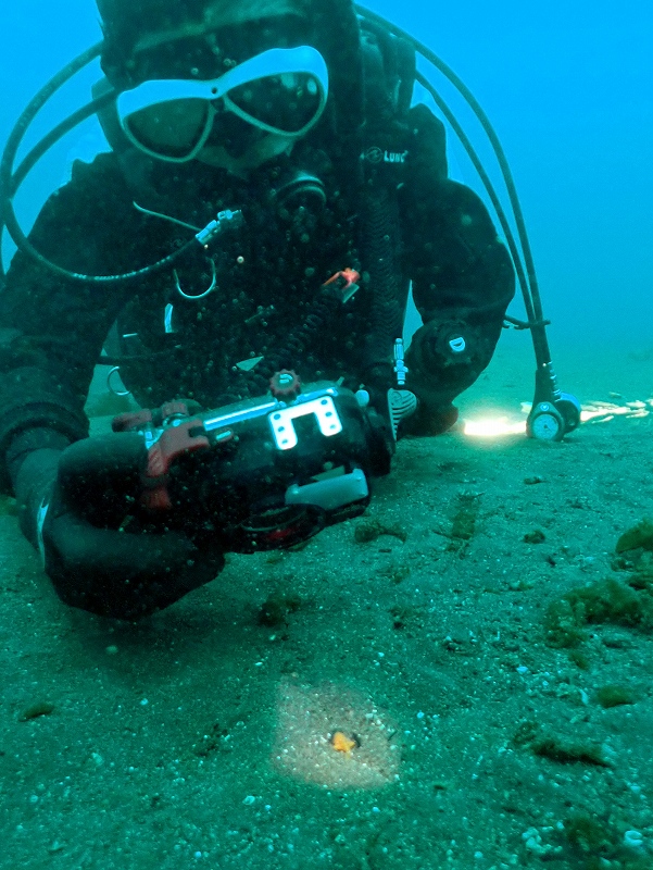 カエルアンコウ幼魚@平日大瀬崎ダイビングツアー
