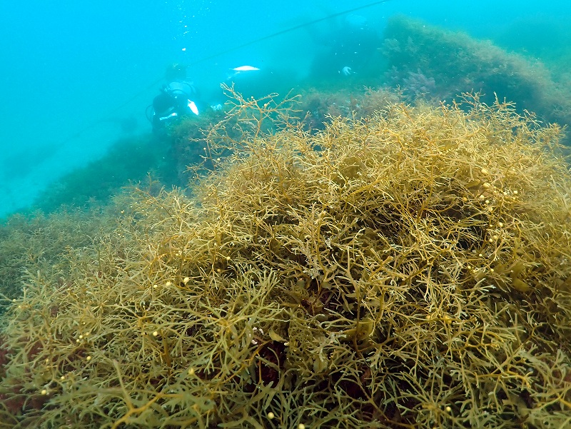 マメタワラ@平日大瀬崎ダイビングツアー