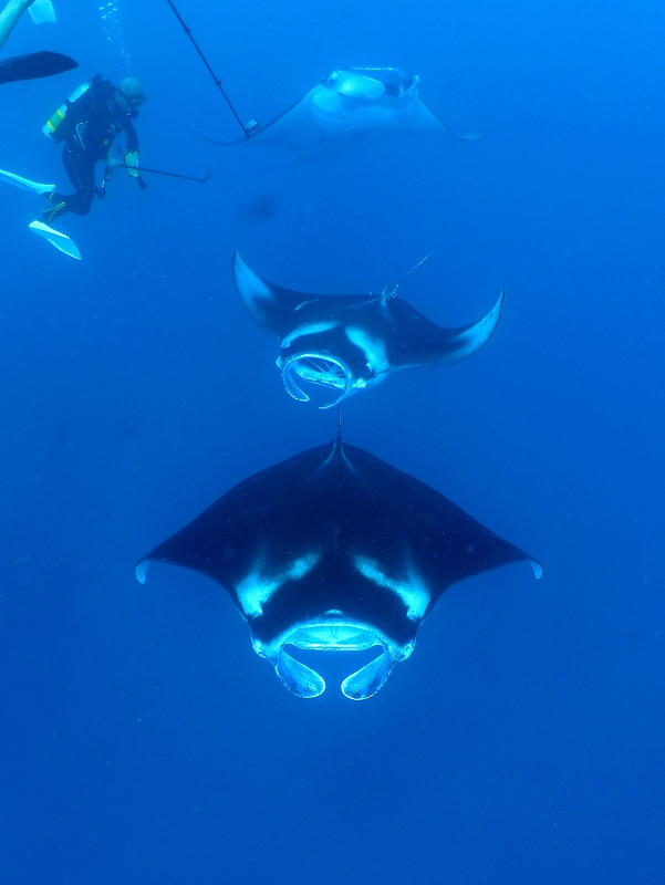 マンタトレイン@東京発パラオダイビングツアー