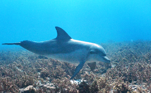 水中ミナミハンドウイルカ＠小笠原ダイビングツアー