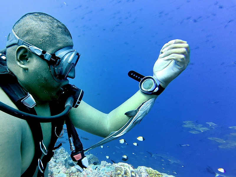 コバンザメ@東京発パラオダイビングツアー