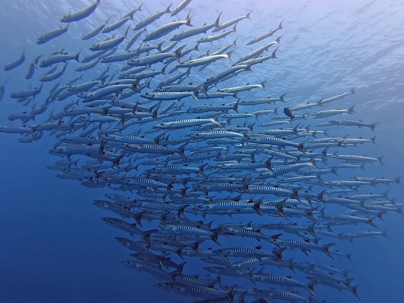ブラックフィンバラクーダ@東京発パラオダイビングツアー