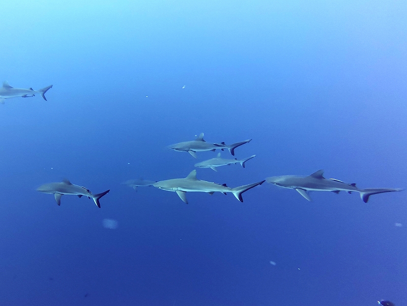 グレイリーフシャーク@東京発パラオダイビングツアー