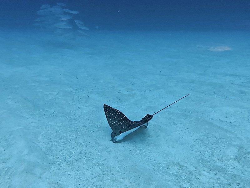 マダラトビエイ@東京発パラオダイビングツアー