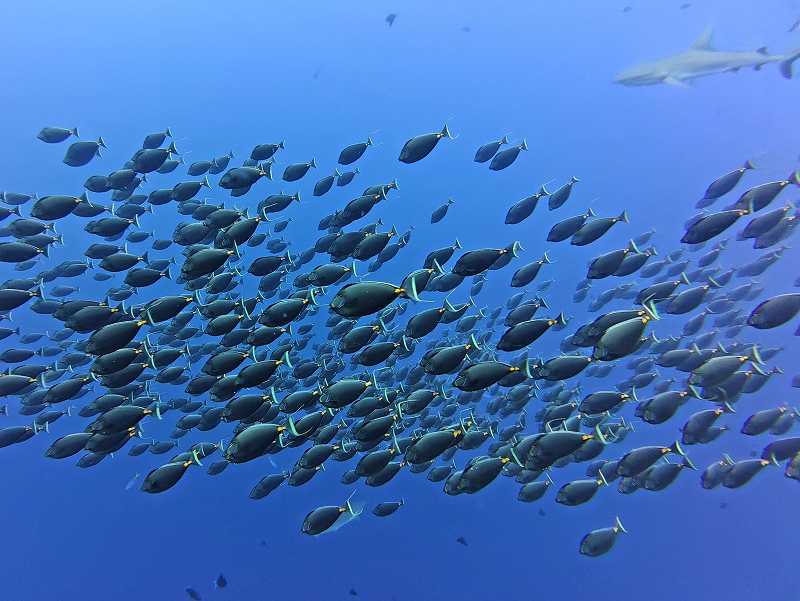 ミヤコテングハギ産卵@東京発パラオダイビングツアー