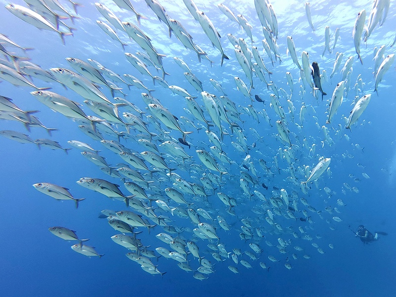 ギンガメアジ@東京発パラオダイビングツアー