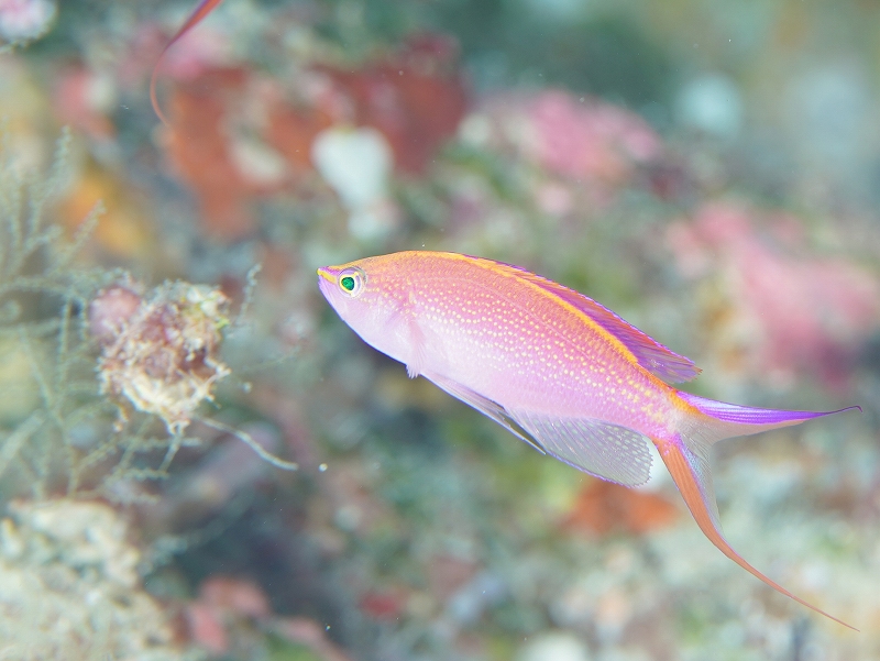 オオテンハナゴイ@東京発パラオダイビングツアー