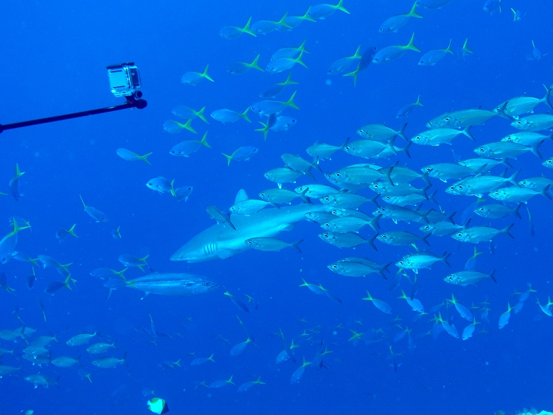 シアスコーナー＠東京発パラオダイビングツアー