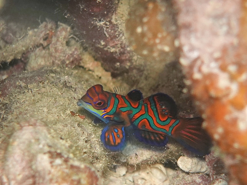 ニシキテグリ@東京発パラオダイビングツアー