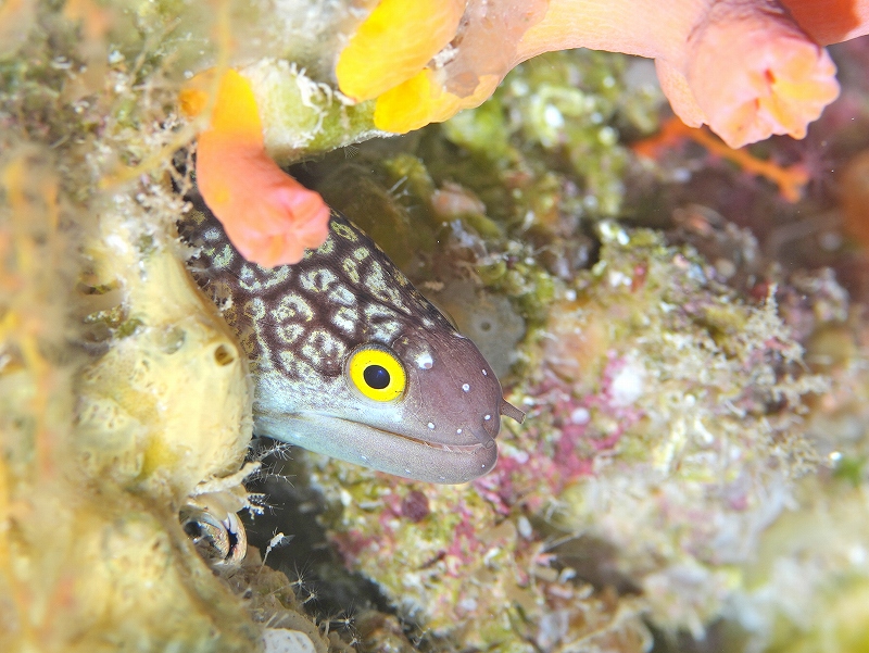 エレガントイールモレイ@東京発パラオダイビングツアー