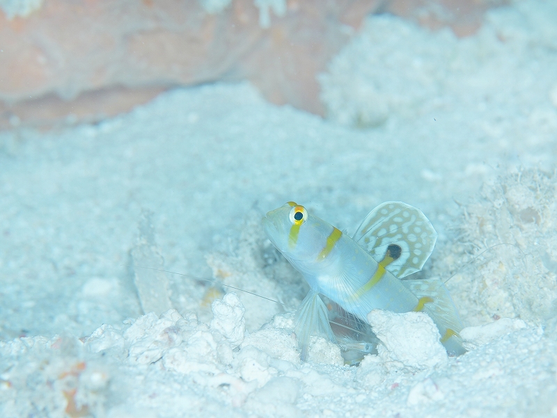ニチリンダテハゼ@東京発パラオダイビングツアー