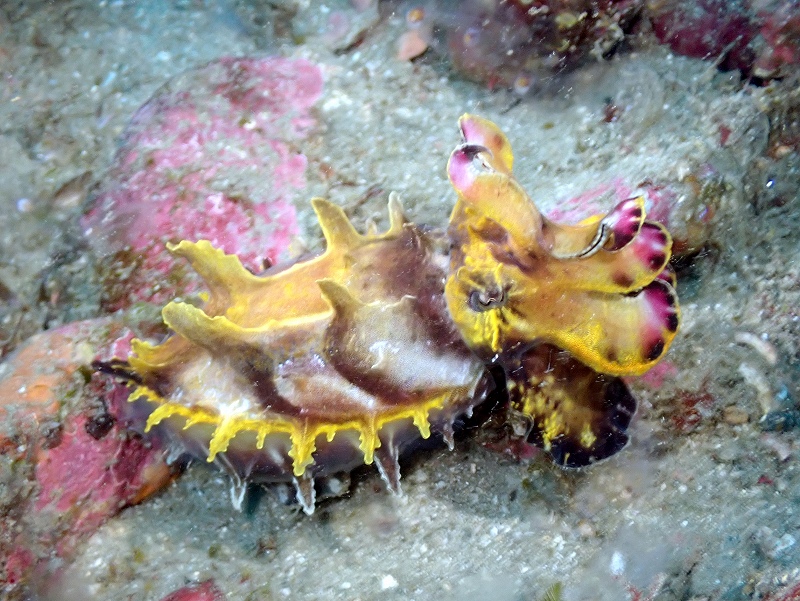ハナイカ＠東京発安良里ボートダイビングツアー