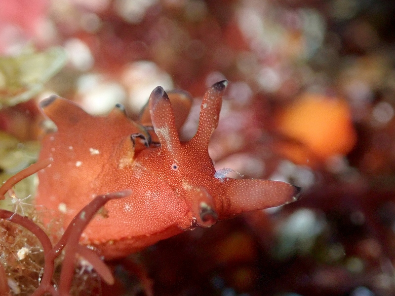 クロヘリアメフラシ＠東京発安良里ボートダイビングツアー