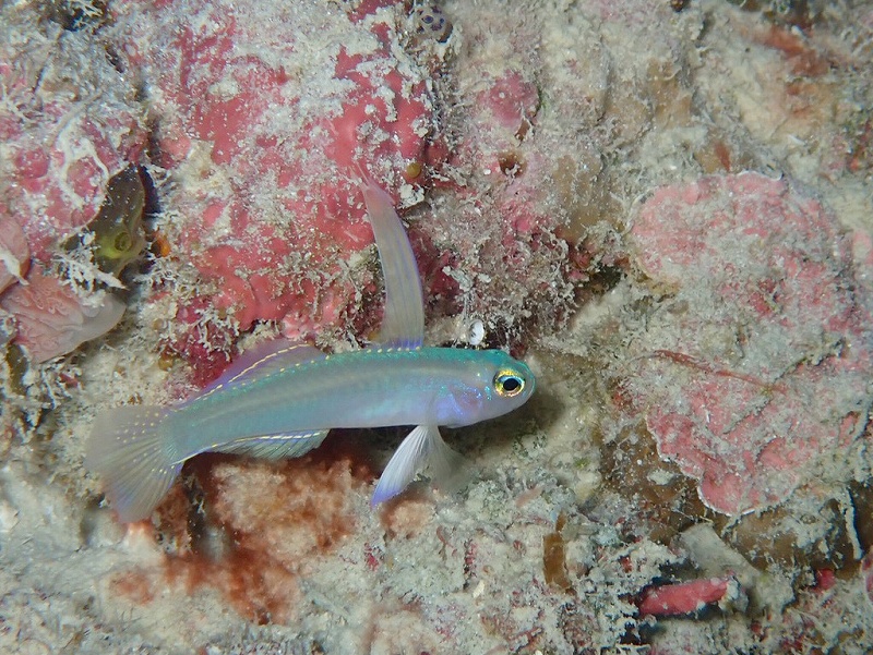 モエギハゼ@東京発石垣島ダイビングツアー