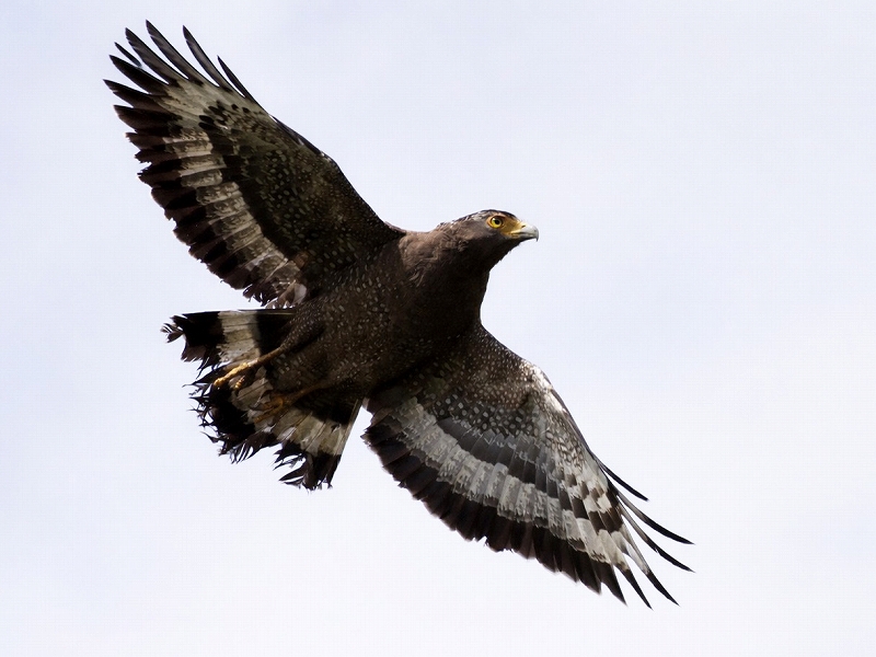 カンムリワシ@東京発石垣島ダイビングツアー