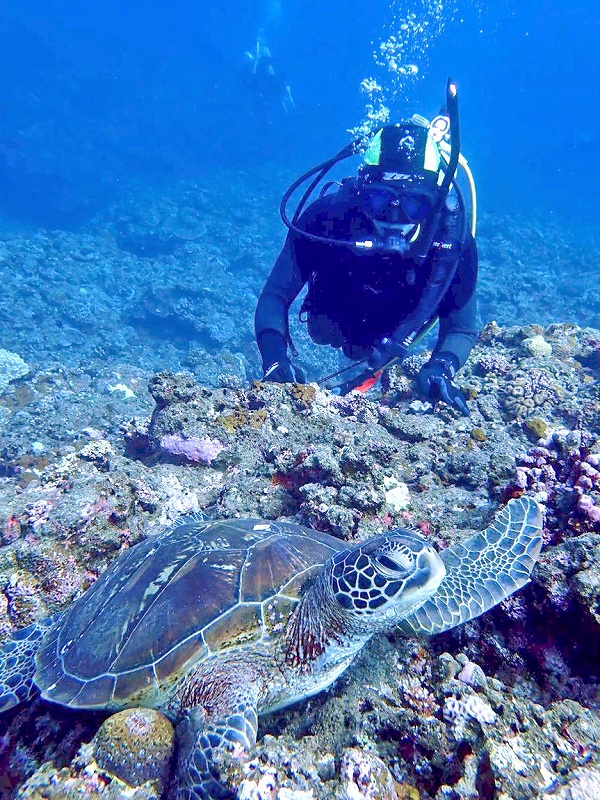 アオウミガメ@東京発石垣島ダイビングツアー