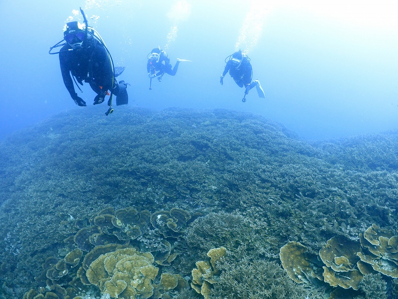 名蔵湾のサンゴ@東京発石垣島ダイビングツアー