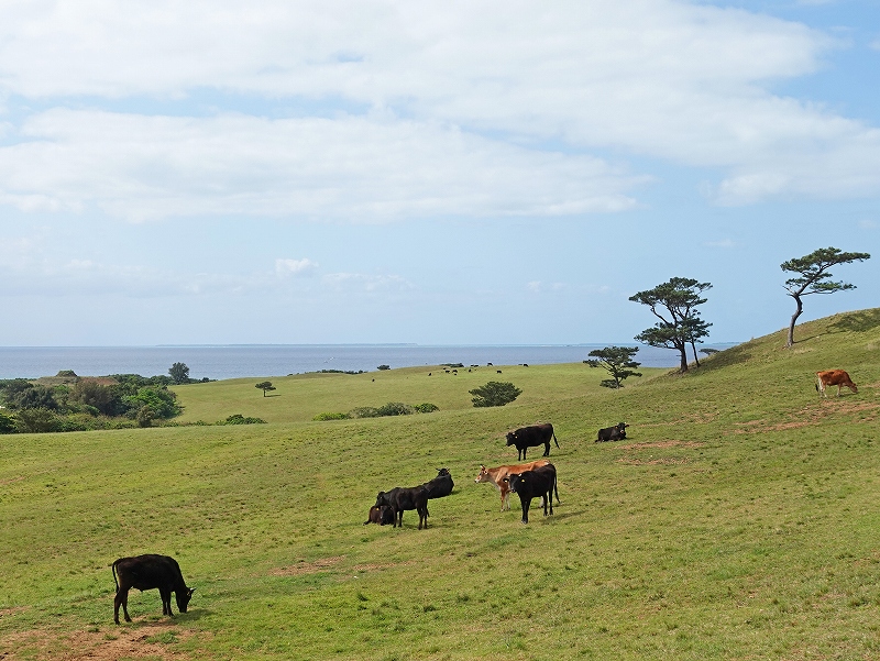 石垣牛牧場@東京発石垣島ダイビングツアー