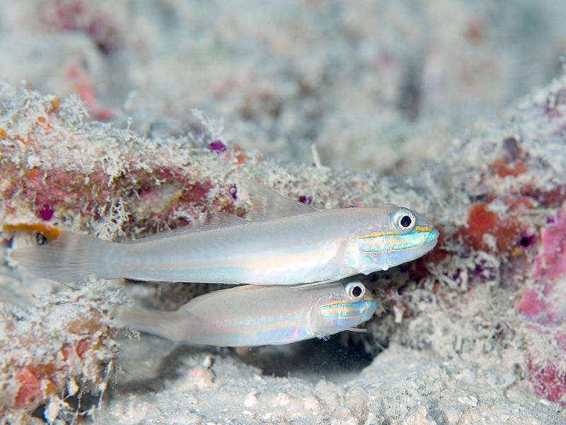 アオハチハゼ@東京発石垣島ダイビングツアー