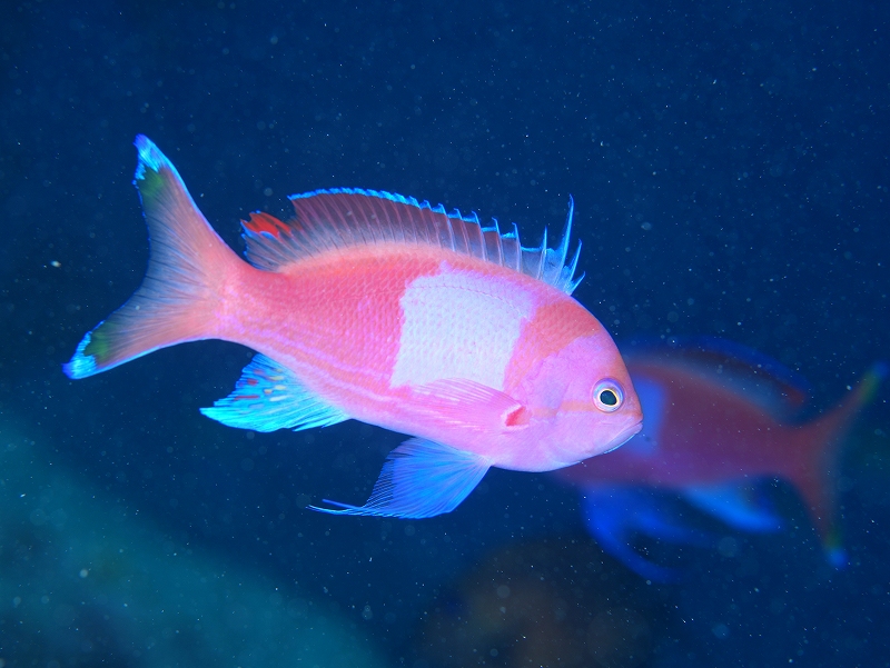 スミレナガハナダイ雄@東京発石垣島ダイビングツアー