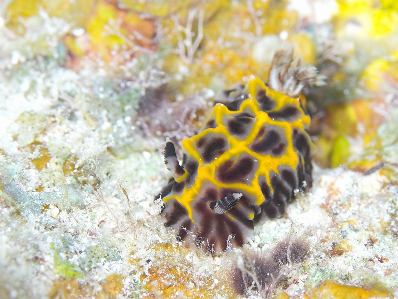 パイナップルウミウシ@東京発石垣島ダイビングツアー