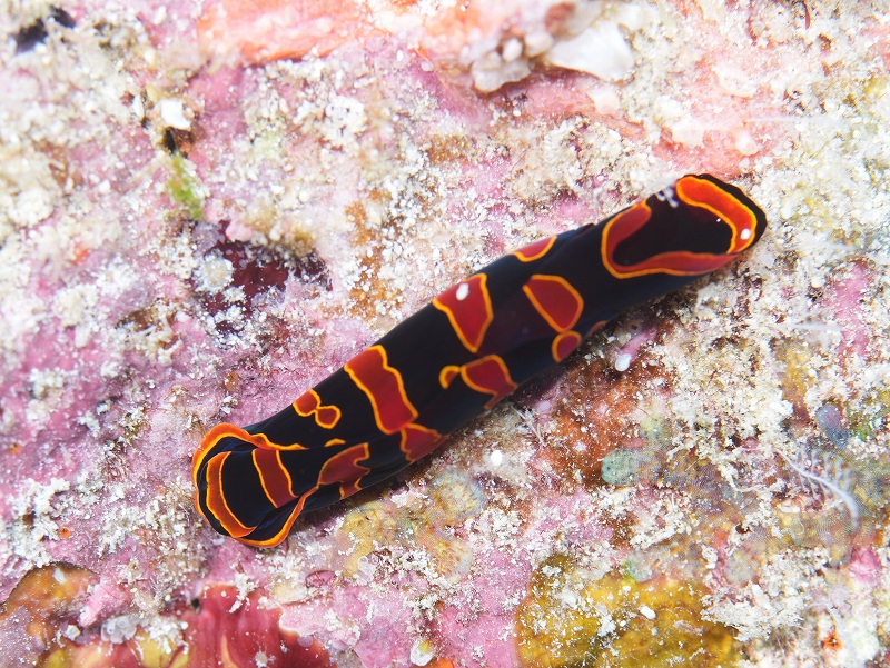 アカオビツバメガイ@東京発石垣島ダイビングツアー