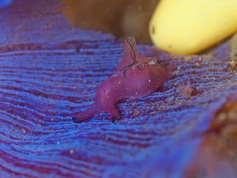 クロヘリアメフラシ幼体とベルグ＠東京発葉山ダイビングツアー