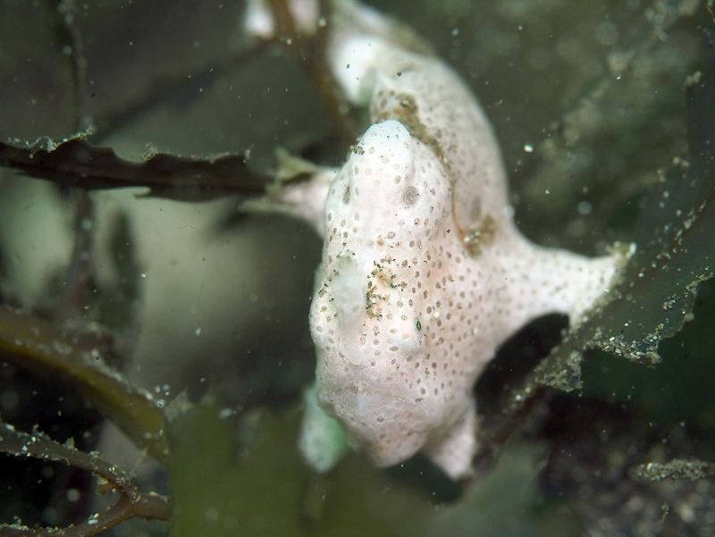 オオモンカエルアンコウ幼魚@東京発葉山ダイビングツアー