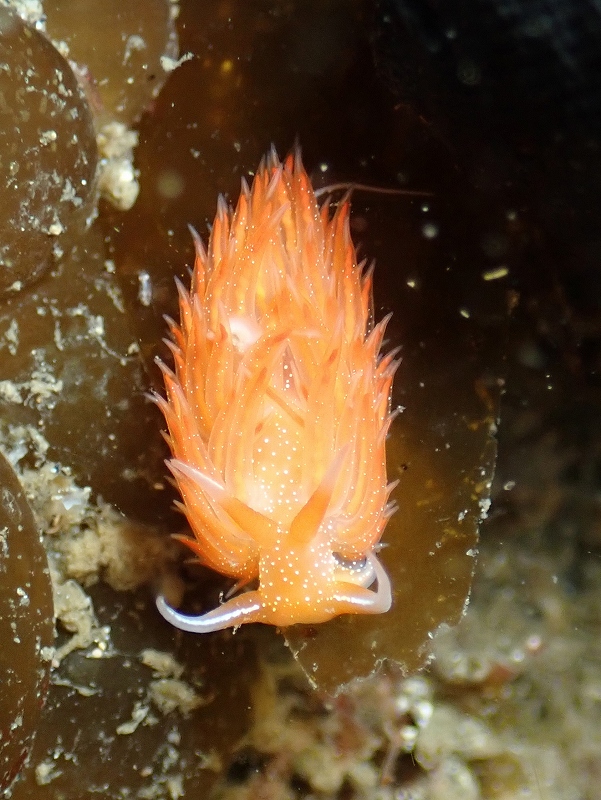 アカエラミノウミウシ＠東京発葉山ダイビングツアー