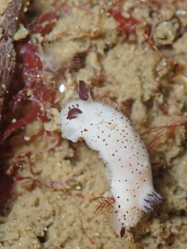 ゴマフビロードウミウシ＠東京発葉山ダイビングツアー