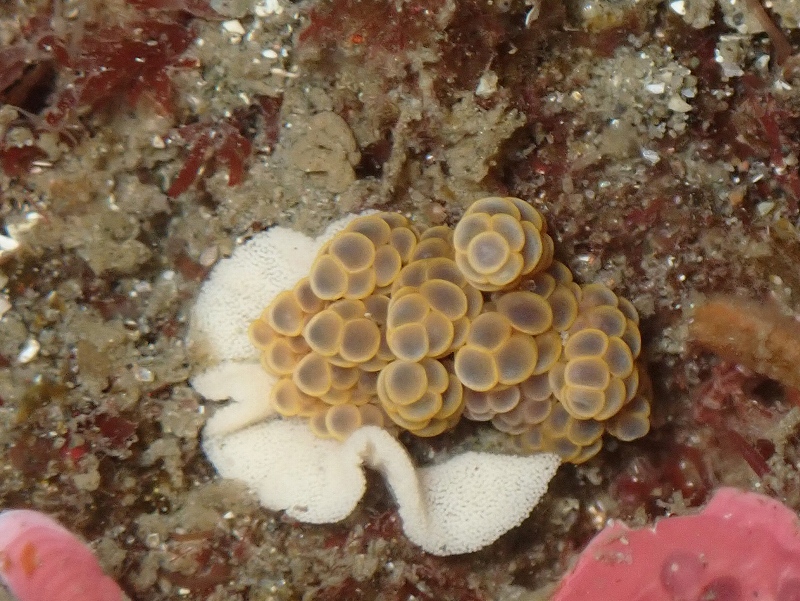 フサマツカサウミウシ＠東京発葉山ダイビングツアー