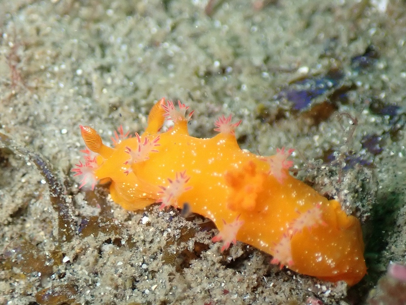 ヒカリウミウシ＠東京発葉山ダイビングツアー