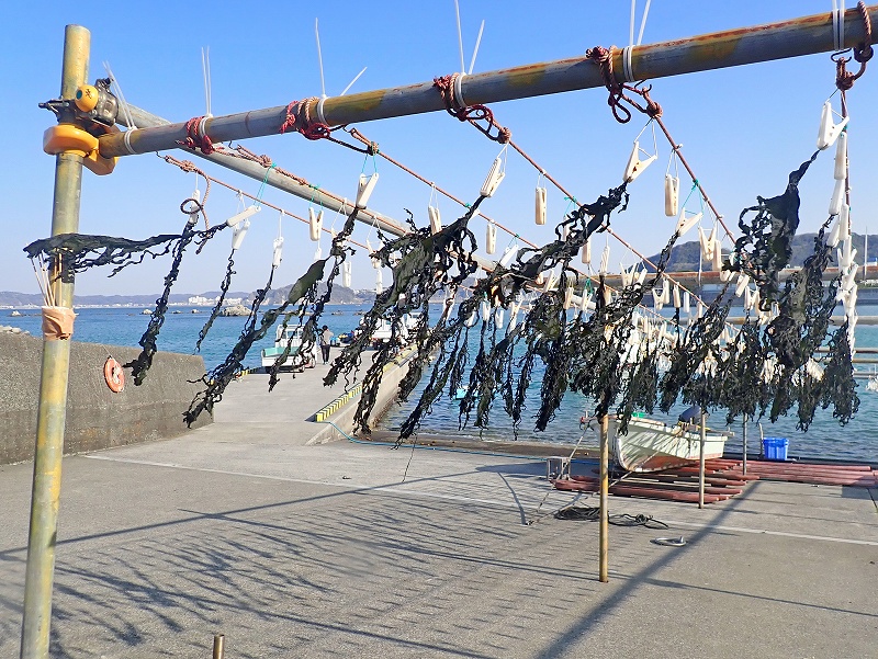 乾燥ワカメ＠東京発葉山ダイビングツアー