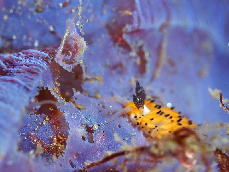 ツルガチゴミノウミウシ＠東京発葉山ダイビングツアー