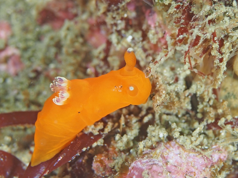 ニシキリュウグウウミウシ＠東京発葉山ダイビングツアー