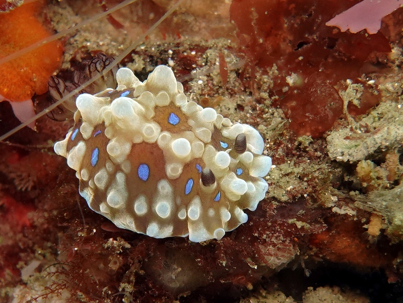ミヤコウミウシ幼体＠東京発葉山ダイビングツアー