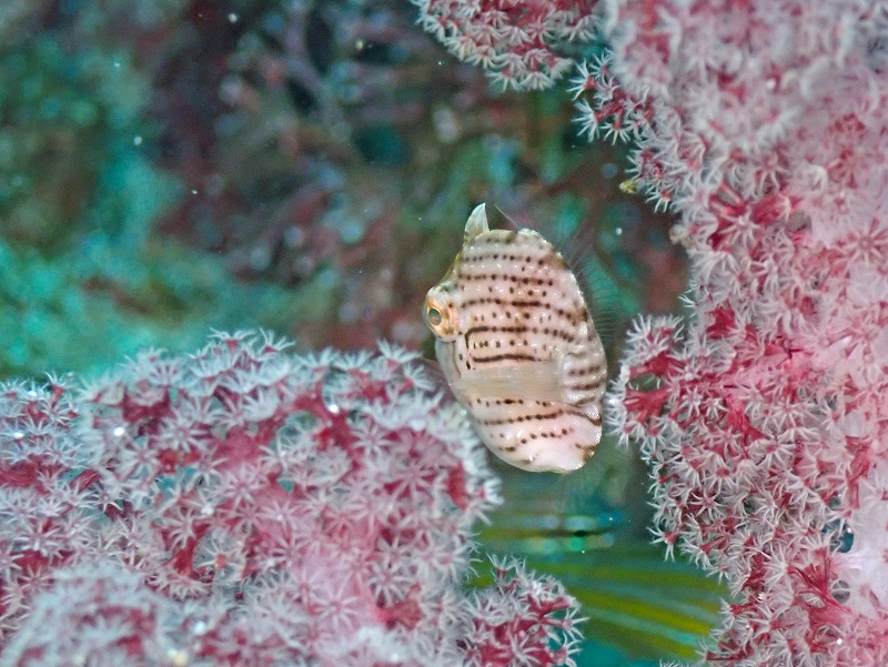 アオサハギ幼魚@IOP（伊豆海洋公園）ダイビングツアー