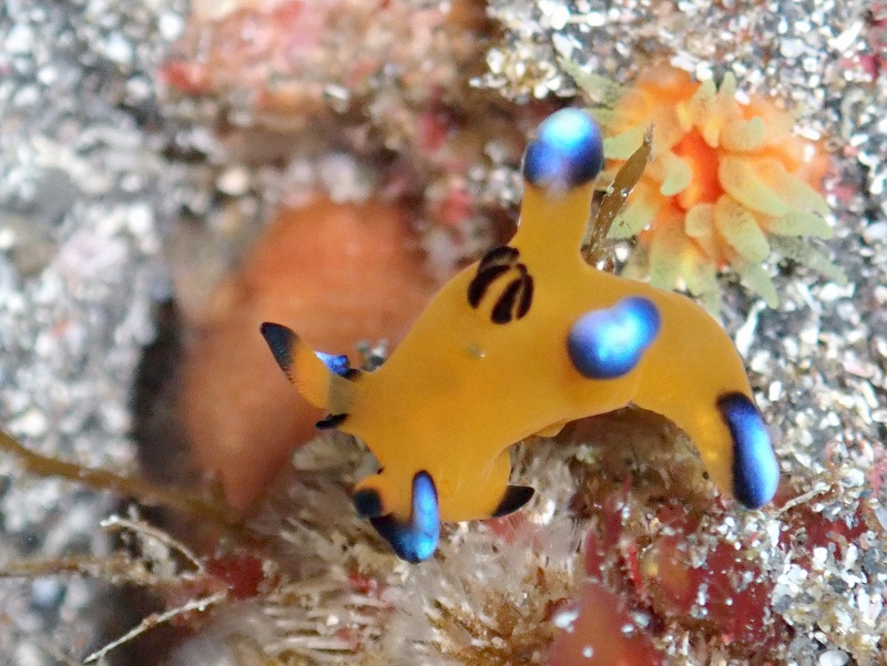 ピカチュー@IOP（伊豆海洋公園）ダイビングツアー