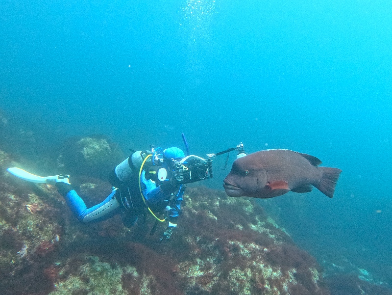 コブダイ@IOP（伊豆海洋公園）ダイビングツアー