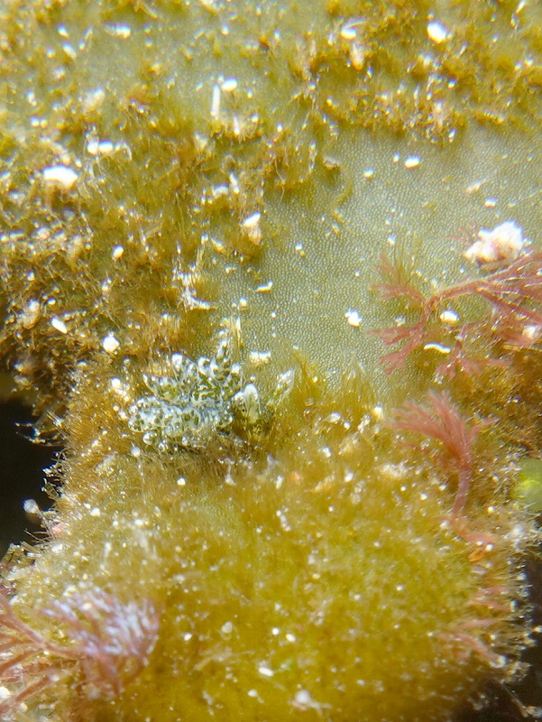 ミドリアマモウミウシ@IOP（伊豆海洋公園）ダイビングツアー