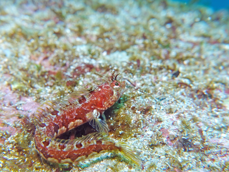 コケギンポ@IOP（伊豆海洋公園）ダイビングツアー