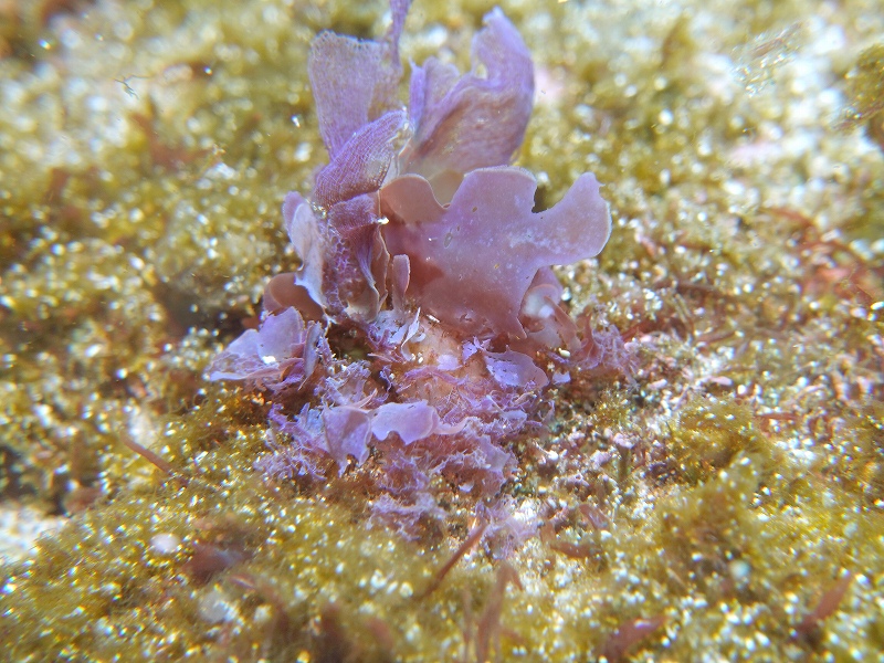 @IOP（伊豆海洋公園）ダイビングツアー