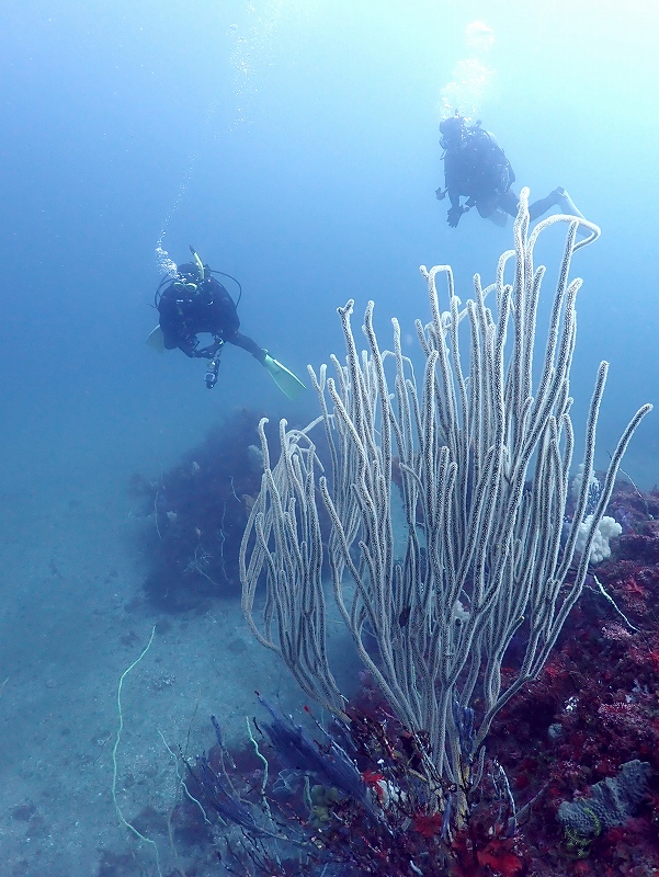 エダムチヤギ@東京発東伊豆お泊りダイビングツアー
