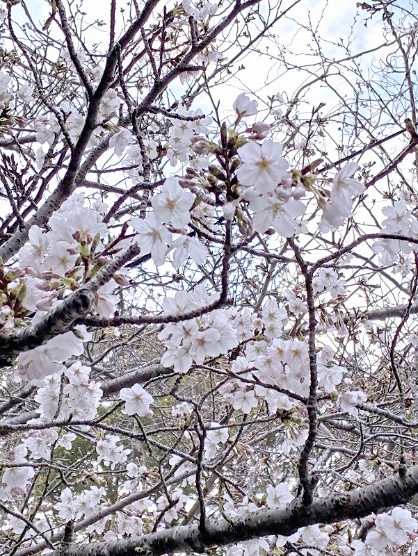 お花見@東京発東伊豆お泊りダイビングツアー