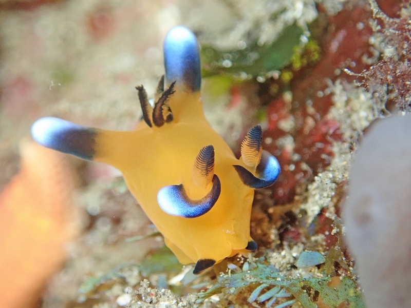 ウデフリツノザヤウミウシ（ピカチュー）＠北川ダイビングツアー