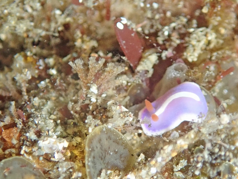 フジイロウミウシ@東京発北川ダイビングツアー